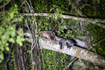 The civet or civet is a nocturnal animal but also eats ripe coffee beans.