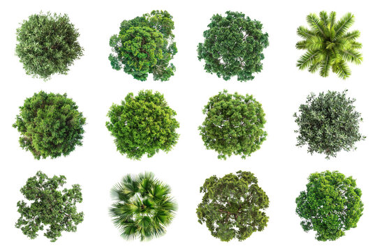 PNG tree top view, transparent background