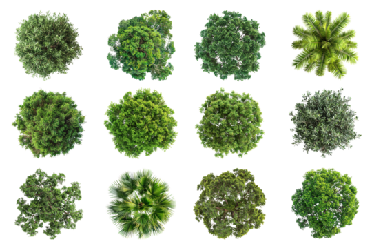PNG tree top view, transparent background