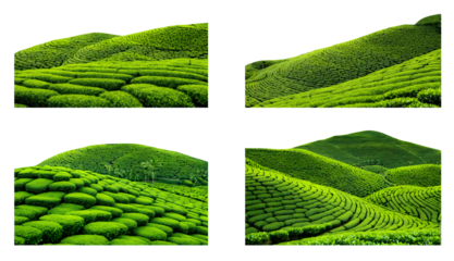 Lush tea plantations isolated on a transparent or white background, ideal for showcasing the beauty of tea farming in designs, advertising, and educational materials.