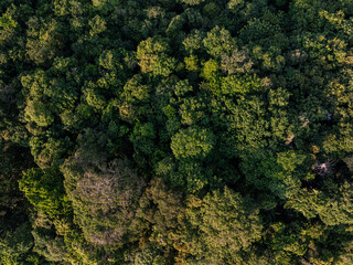 Tropical green tree forest background many types of forests