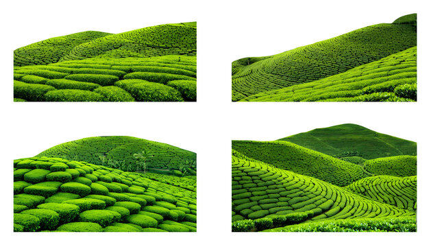 Lush tea plantations isolated on a transparent or white background, ideal for showcasing the beauty of tea farming in designs, advertising, and educational materials.