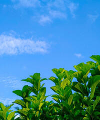 Natural theme for product or text with sky background, Background images of leaves, bushes and sky for text, media or natural products. Art photography that gives the feeling of comfort, relaxation 