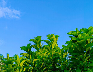 Natural theme for product or text with sky background, Background images of leaves, bushes and sky for text, media or natural products. Art photography that gives the feeling of comfort, relaxation 