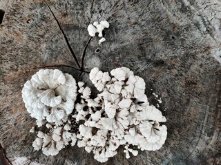lichen on tree bark