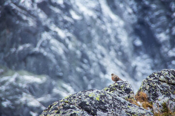 Little bird in snowy mountains