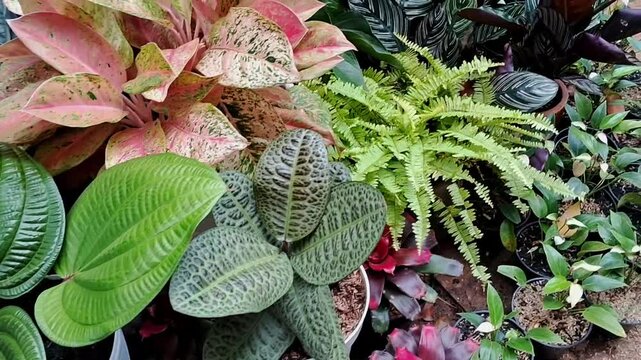 Plant nursery 