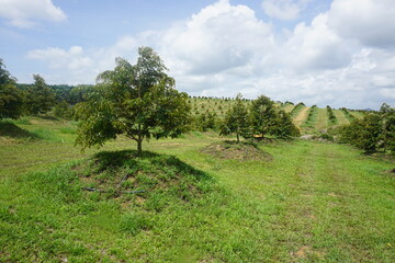 modern durian farm with mound