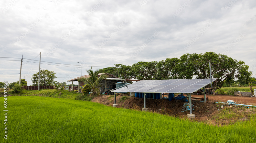 Wall mural low-rise view through green rice fields to solar panels.