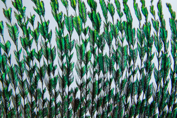 Abstract photos and backgrounds with peacock feathers and beautiful background colors