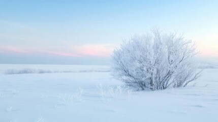 Fototapeta premium Snowfall gently covering a meadow with hoarfrost shimmering in the early morning light, Snowfall, Hoarfrost, Winter beauty