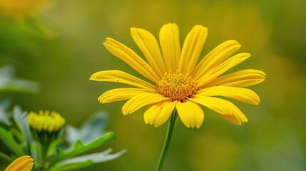 Obraz premium Detailed image of a bright yellow daisy with high-quality focus on its petals and central disc