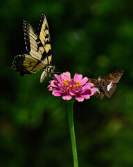 butterfly on flower