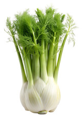 Fennel isolated on a transparent background
