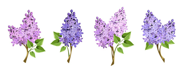 Lilac flowers. Set of lilac branches with pink and purple flowers isolated on a white background. Vector illustrations