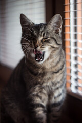 Cat yawning