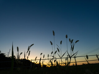 朝焼けに揺れるエノコログサ