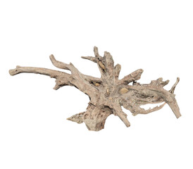 Weathered tree root isolated on transparent background for design use