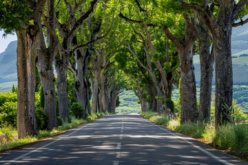 Obraz premium Sunlit Country Road Lined with Trees