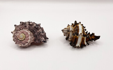 Beautiful large seashells in close-up on a white background