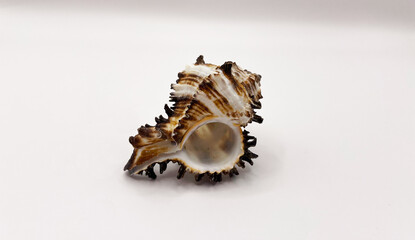 Beautiful large seashells in close-up on a white background