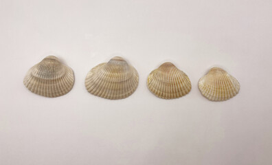 A white seashell. Shells in a row. Collection of white shells