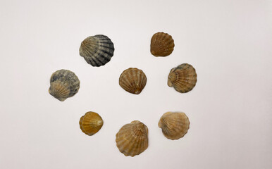 Lots of shells. Shells on a white background. Seashells background. Shells macro photo
