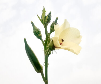 Okra vegetable and flower on plant or abelmoschus esculentus, also known as lady's finger, isolated on white background. 