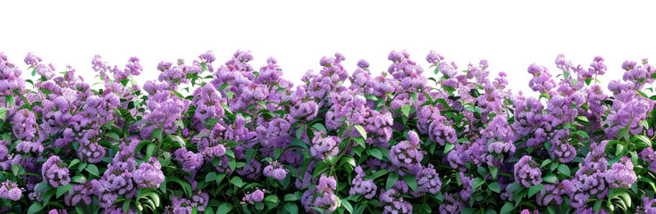 Fototapeta premium PNG Purple flowers green leaves border