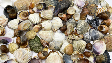 Lots of shells. Shells on a white background. Seashells background. Shells macro photo
