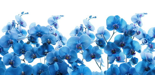 PNG Vibrant blue orchid flowers bloom.