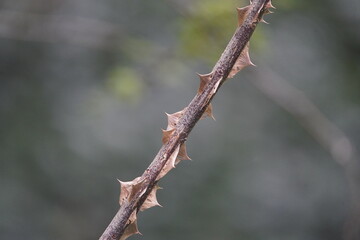 Thorns of the Rosa omeiensis var. Pteracantha, is a species of Rosa native to central and southwestern China. Hanover – Berggarten, Germany.
