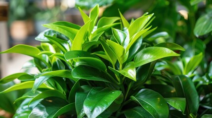 Obraz premium Vibrant Green Foliage