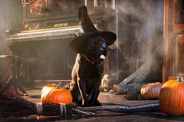 huge black Shar Pei dog sits next to a broom and pumpkins, with smoke and a mysterious Halloween