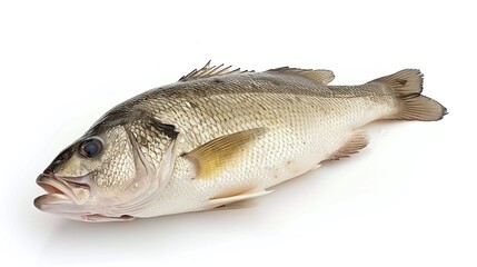 Obraz premium One raw fresh sea bass isolated on white background. AI generated image