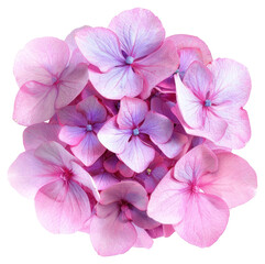 PNG Vibrant pink hydrangea flowers