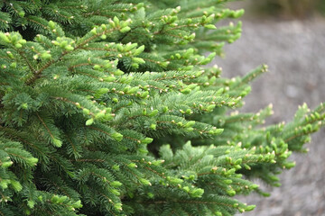 Evergreen Tree Branches