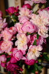 Floral spring background. Pink peonies and petals.