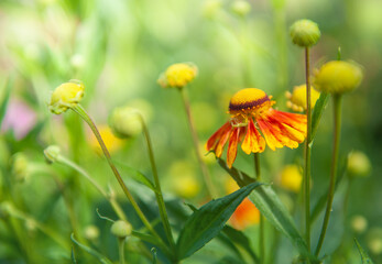 Vibrant Helenium daisy blooms in a lush green garden