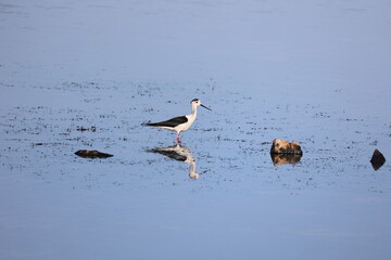 Black Necked Stilt at the Great Salt Lake