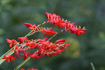 Crocosmia × crocosmiiflora, flower. Iridaceae family. Hanover Berggarten, Germany.