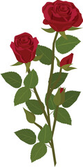 isolated on white background : flower rose The media on the subject of love and symbol of Valentine's Day.