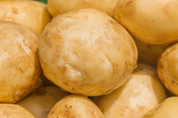 Young potatoes as a background in sunlight. Potato harvest.