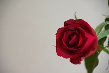 赤い薔薇