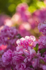 Pink floral background with detailed flowers
