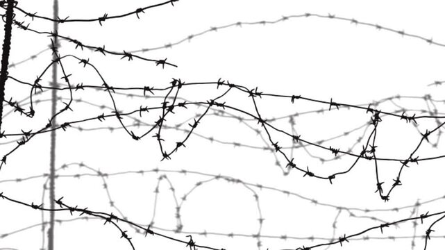 rows of fencing made of tangled barbed wire on a white background