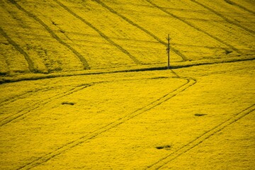 Yellow rapeseed field