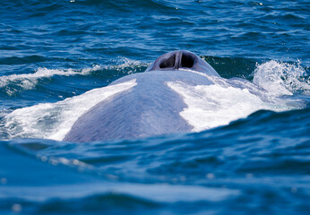Blue Whale Blow Holes
