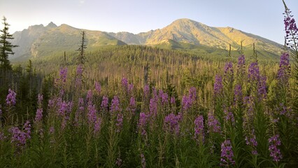 Mountain view with flowers