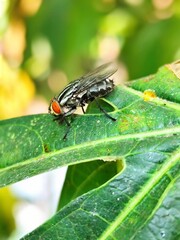 close-up photo of a fly landing on a leaf